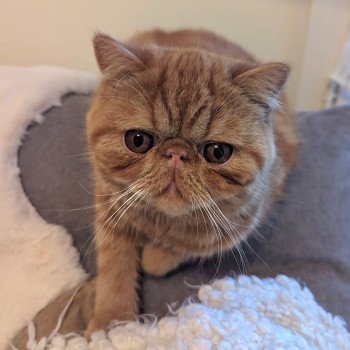 chaton Exotic Shorthair red blotched tabby Ummy Chatterie Katzarolli