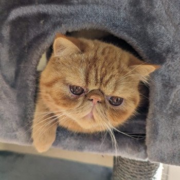 chaton Exotic Shorthair red blotched tabby Ummy Chatterie Katzarolli