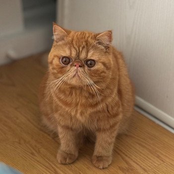 chaton Exotic Shorthair red blotched tabby Ummy Chatterie Katzarolli