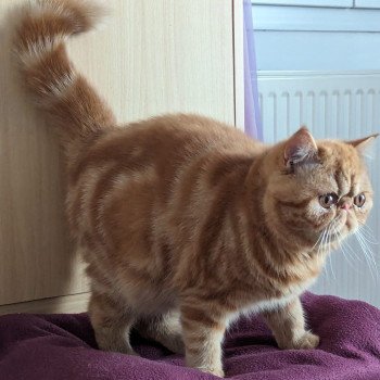chaton Exotic Shorthair red blotched tabby Ummy Chatterie Katzarolli