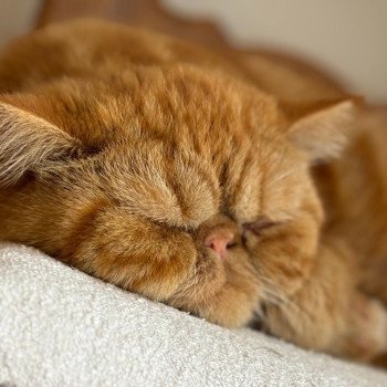 chaton Exotic Shorthair red blotched tabby Ummy Chatterie Katzarolli