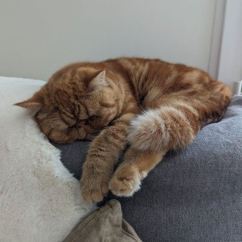 chaton Exotic Shorthair red blotched tabby Ummy Chatterie Katzarolli