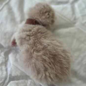 chaton Exotic Shorthair cream spotted tabby B... Chatterie Katzarolli