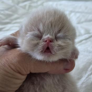 chaton Exotic Shorthair cream spotted tabby B... Chatterie Katzarolli