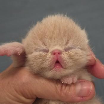 chaton Exotic Shorthair cream spotted tabby B... Chatterie Katzarolli