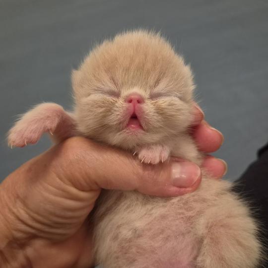 B... Mâle Exotic Shorthair