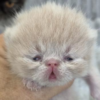 chaton Exotic Shorthair cream spotted tabby B... Chatterie Katzarolli