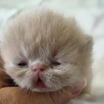 chaton Exotic Shorthair cream spotted tabby B... Chatterie Katzarolli
