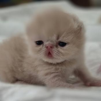 chaton Exotic Shorthair cream spotted tabby B... Chatterie Katzarolli
