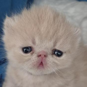 chaton Exotic Shorthair cream spotted tabby B... Chatterie Katzarolli