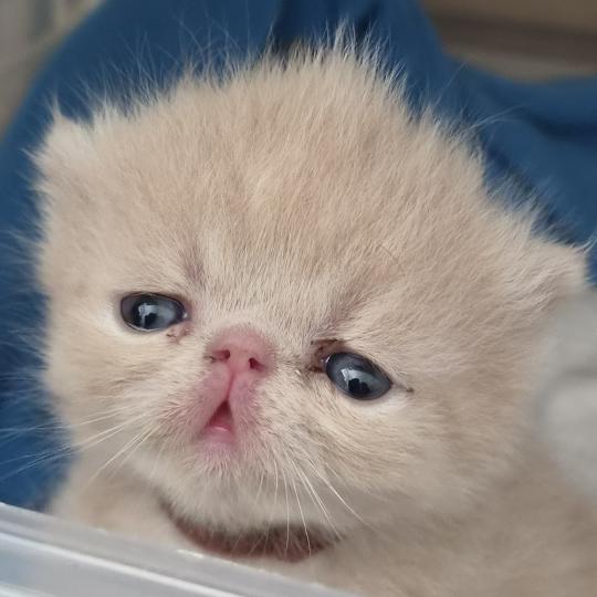B... Mâle Exotic Shorthair