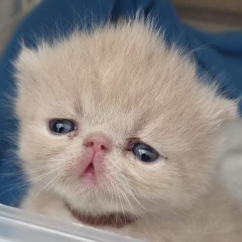 chaton Exotic Shorthair cream spotted tabby B... Chatterie Katzarolli