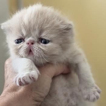 chaton Exotic Shorthair cream spotted tabby B... Chatterie Katzarolli