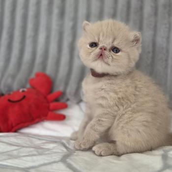 chaton Exotic Shorthair cream B... Chatterie Katzarolli