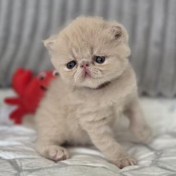 chaton Exotic Shorthair cream B... Chatterie Katzarolli