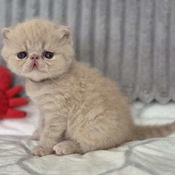 chaton Exotic Shorthair cream B... Chatterie Katzarolli
