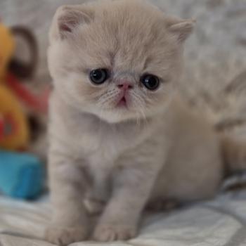 chaton Exotic Shorthair cream B... Chatterie Katzarolli