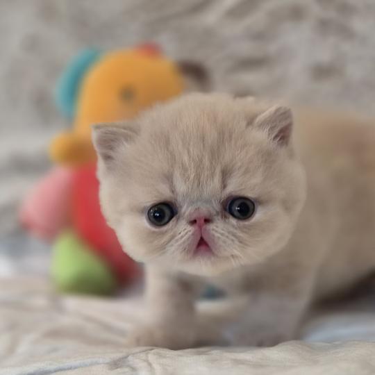 B... Mâle Exotic Shorthair