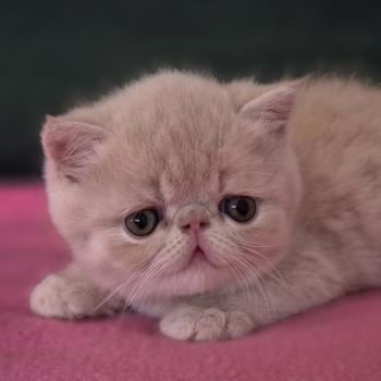 chaton Exotic Shorthair cream B... Chatterie Katzarolli