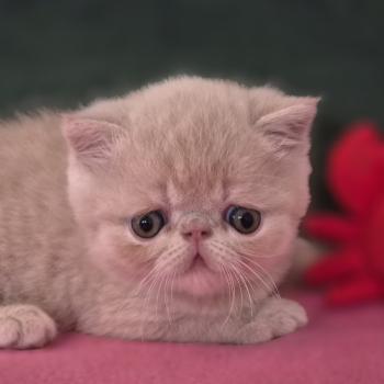chaton Exotic Shorthair cream B... Chatterie Katzarolli
