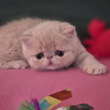 chaton Exotic Shorthair cream B... Chatterie Katzarolli