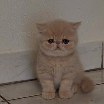 chaton Exotic Shorthair cream B... Chatterie Katzarolli