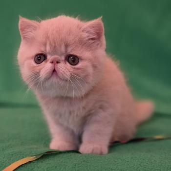 chaton Exotic Shorthair cream B... Chatterie Katzarolli