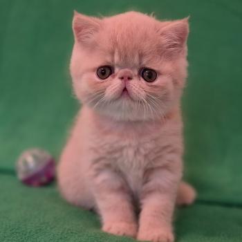 chaton Exotic Shorthair cream B... Chatterie Katzarolli