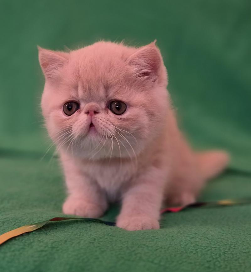 B... Mâle Exotic Shorthair