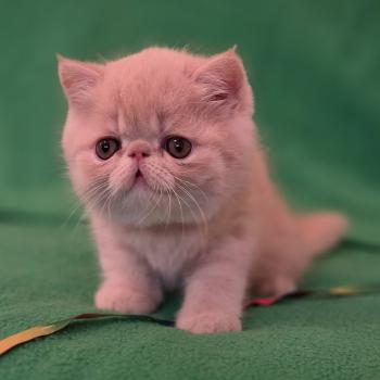 chaton Exotic Shorthair cream B... Chatterie Katzarolli