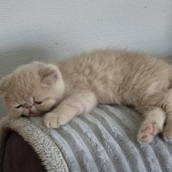 chaton Exotic Shorthair cream B... Chatterie Katzarolli