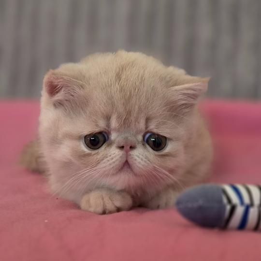 Bear Mâle Exotic Shorthair