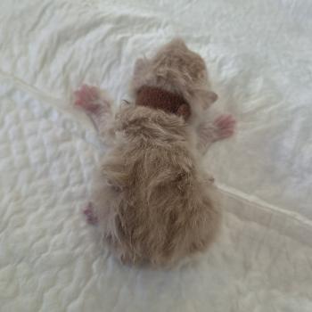 chaton Exotic Shorthair cream Collier brun Chatterie Katzarolli