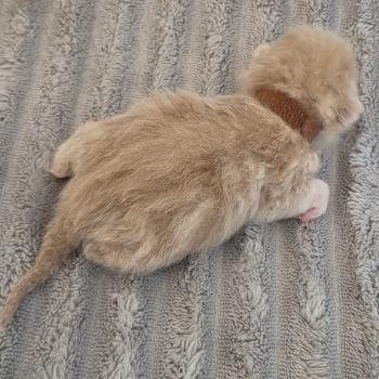 chaton Exotic Shorthair cream Collier brun Chatterie Katzarolli