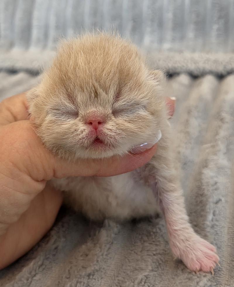Collier brun Mâle Exotic Shorthair