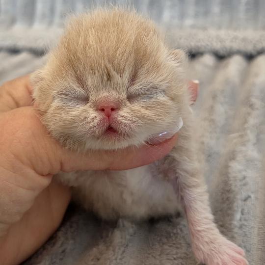 Collier brun Mâle Exotic Shorthair