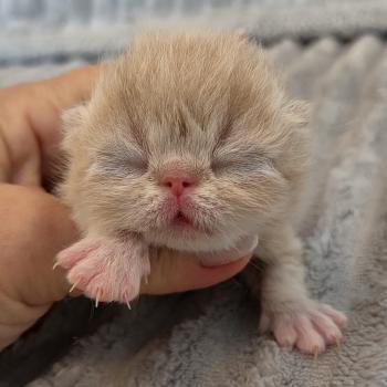 chaton Exotic Shorthair cream Collier brun Chatterie Katzarolli