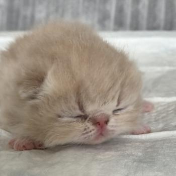 chaton Exotic Shorthair cream blotched tabby Collier brun Chatterie Katzarolli