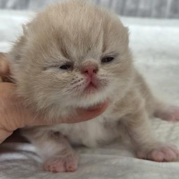 chaton Exotic Shorthair cream blotched tabby Collier brun Chatterie Katzarolli