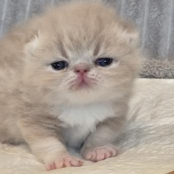 chaton Exotic Shorthair cream blotched tabby Collier brun Chatterie Katzarolli