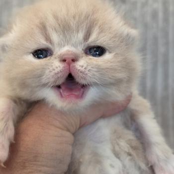 chaton Exotic Shorthair cream blotched tabby Collier brun Chatterie Katzarolli