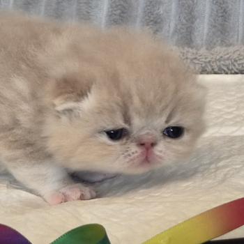 chaton Exotic Shorthair cream blotched tabby Collier brun Chatterie Katzarolli