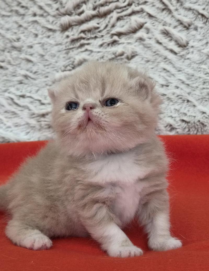 Collier brun Mâle Exotic Shorthair