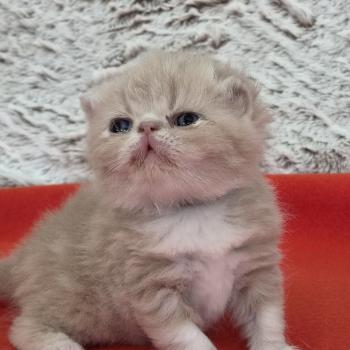 chaton Exotic Shorthair cream blotched tabby Collier brun Chatterie Katzarolli