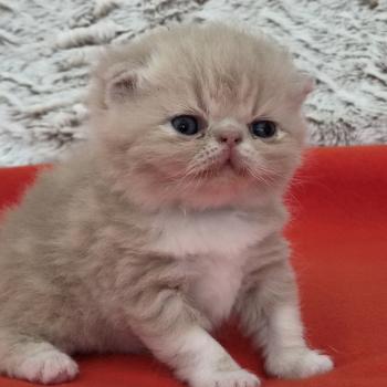 chaton Exotic Shorthair cream blotched tabby Collier brun Chatterie Katzarolli