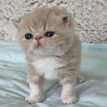 chaton Exotic Shorthair cream blotched tabby bicolor Collier brun Chatterie Katzarolli