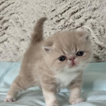 chaton Exotic Shorthair cream blotched tabby bicolor Collier brun Chatterie Katzarolli