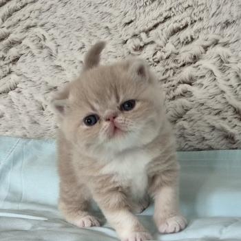 chaton Exotic Shorthair cream blotched tabby bicolor Collier brun Chatterie Katzarolli
