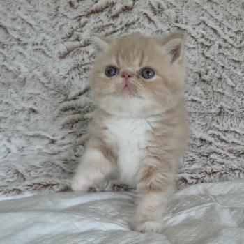 chaton Exotic Shorthair cream blotched tabby bicolor Collier brun Chatterie Katzarolli