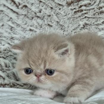 chaton Exotic Shorthair cream blotched tabby bicolor Collier brun Chatterie Katzarolli